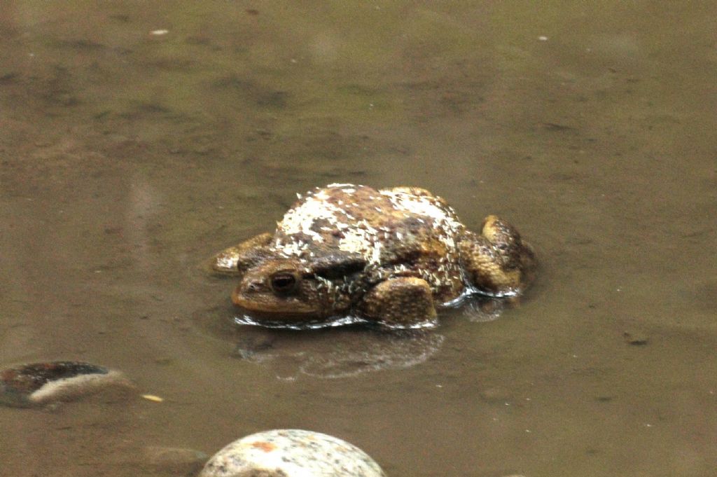 Bufo bufo... parassitato